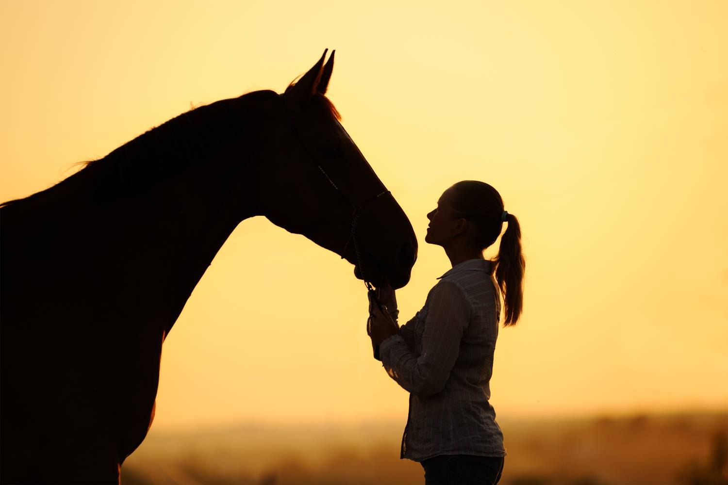 7 titkos mód, ahogy a lovak kifejezik az irántad érzett szeretetüket