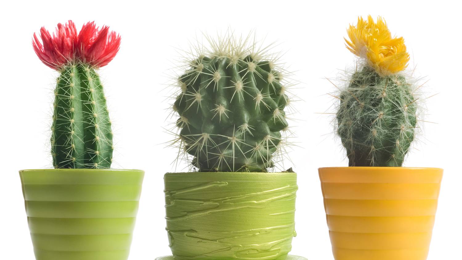 hogyan lehet kaktuszparazitát ültetni