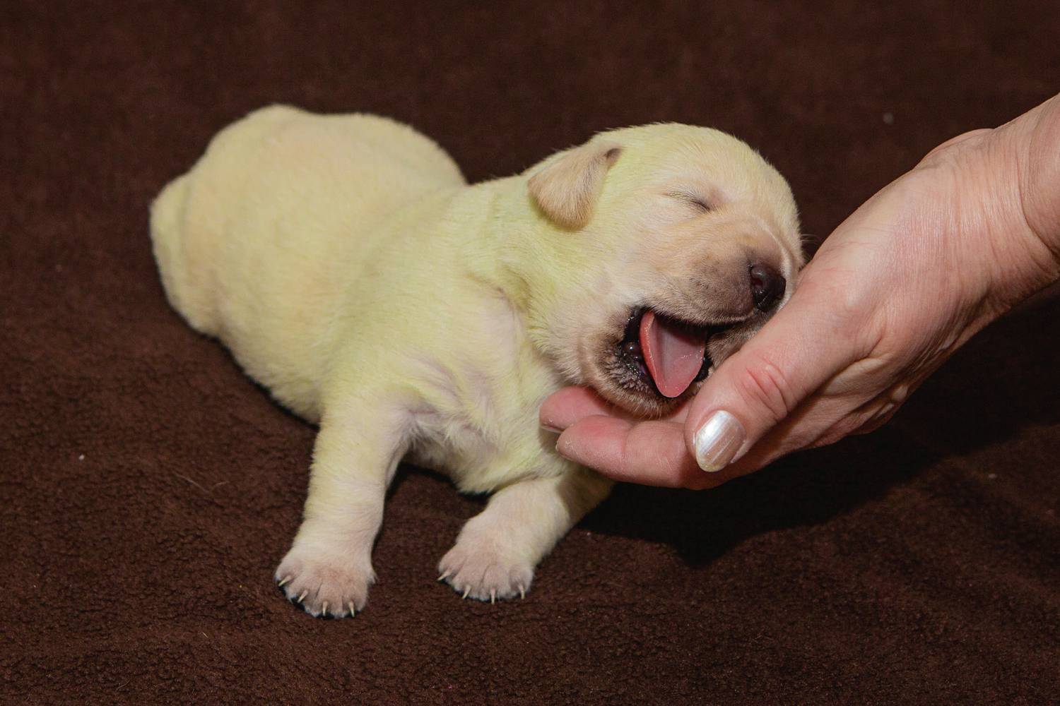 Named after the Fiona Shrek princess puppy was really green
