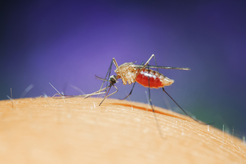 Halálos kórt terjesztő szúnyogokra bukkantak Európában - Almapatikák