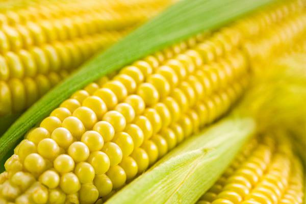 kukorica előnyei a fogyás)