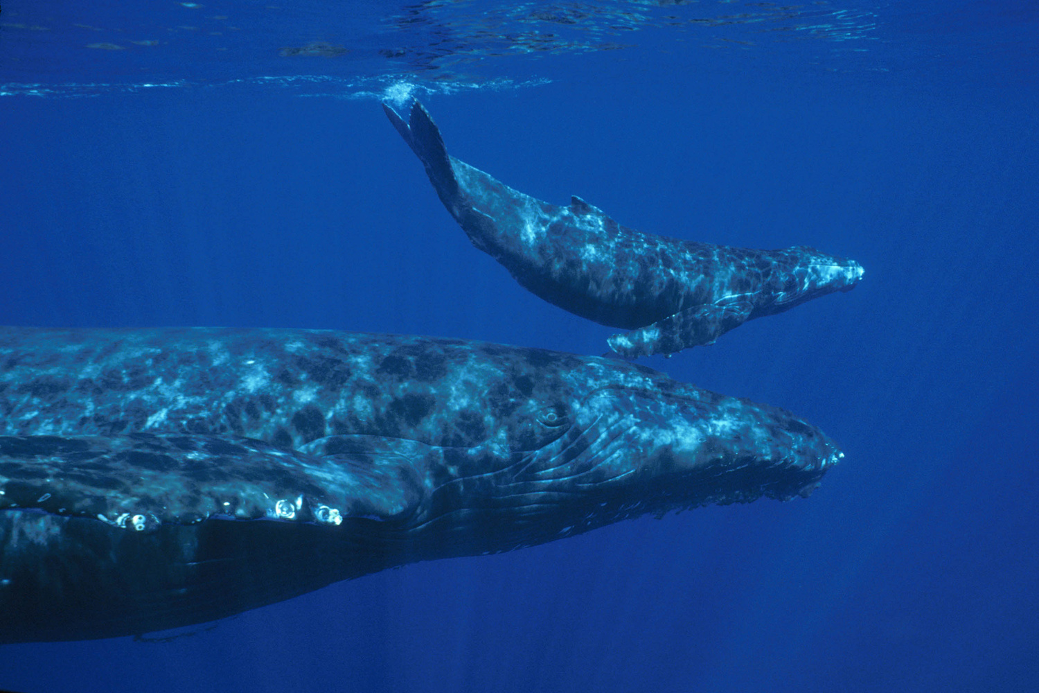 mik azok a bálnák a kriptokereskedelemben?