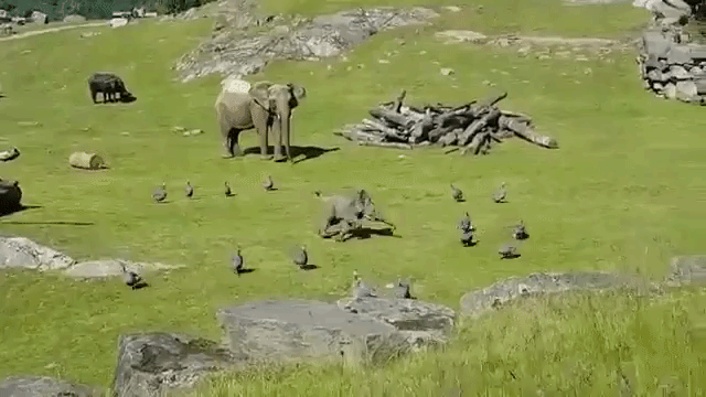 baby-elephant-falling-down.gif