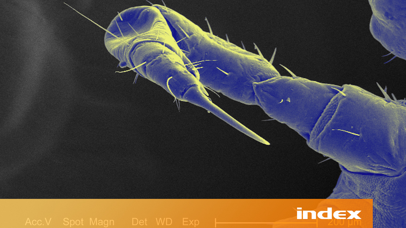 paraziták készüljenek természetes orvosság pinworm paraziták ellen