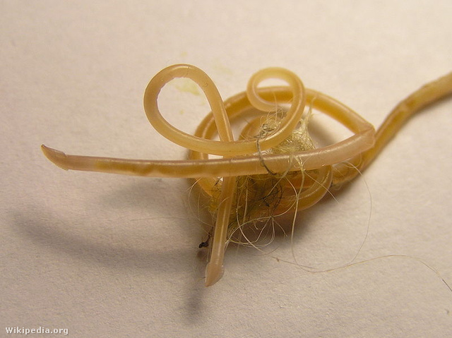 hogy néz ki a pinworm kerekféreg tojás a talajban