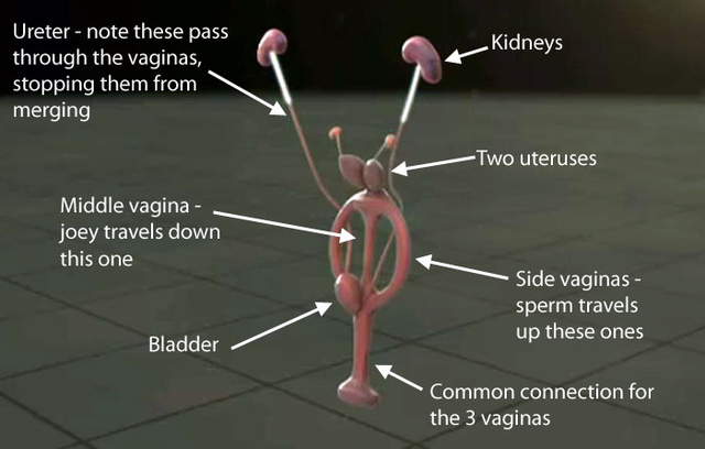 pénisznagyobbító módszer megvastagodó és meghosszabbító pénisztippek