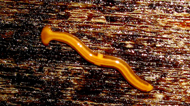 pinwormok és roundworms mi ez férgek a szegycsontban