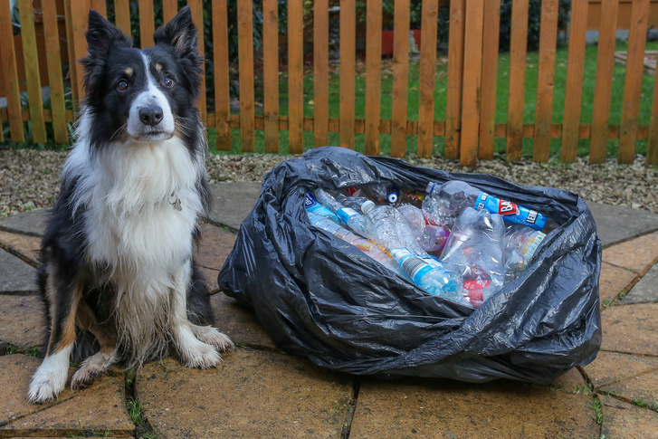 Ismerje meg a kutyust, aki séta közben gyűjti be az eldobált műanyag palackokat