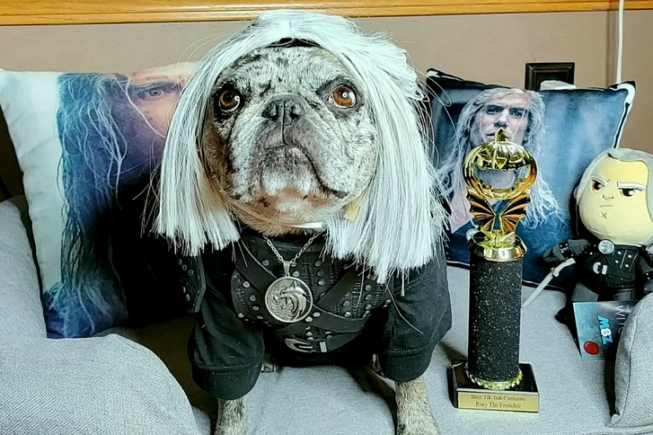 Ez a francia bulldog Henry Cavill legnagyobb rajongója, aki Vajákos plüssel alszik