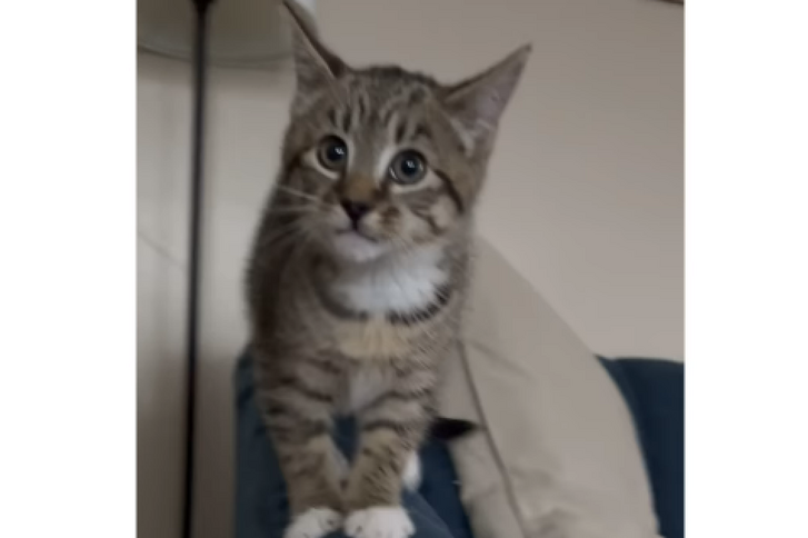 Índice – Mientras tanto – Media Internet se ríe de un gatito, y no es casualidad