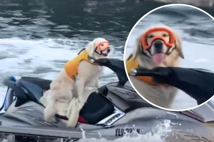 Lencsevégre kaptak egy kutyát, amelyik úgy jet skizett, mintha ez lenne a világ legegyszerűbb dolga