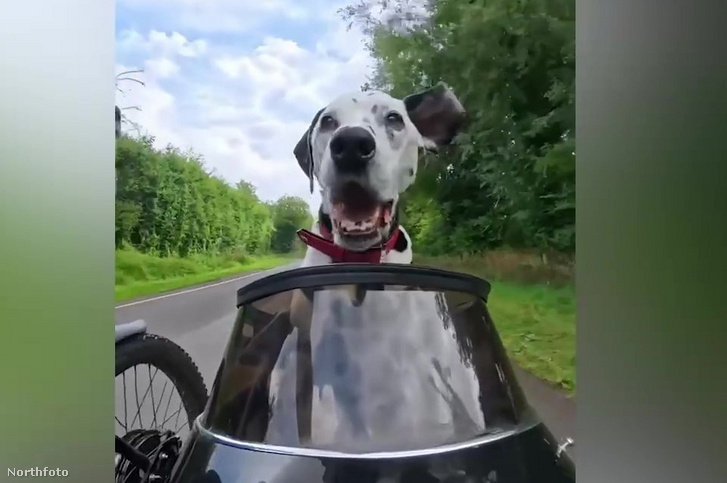Imádja a net népe a dalmatát, ami oldalkocsis motorral rója az utakat gazdájával