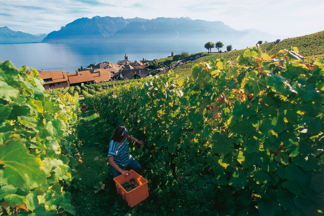 A Lavaux borvidéken mindig serényen folyik a munka