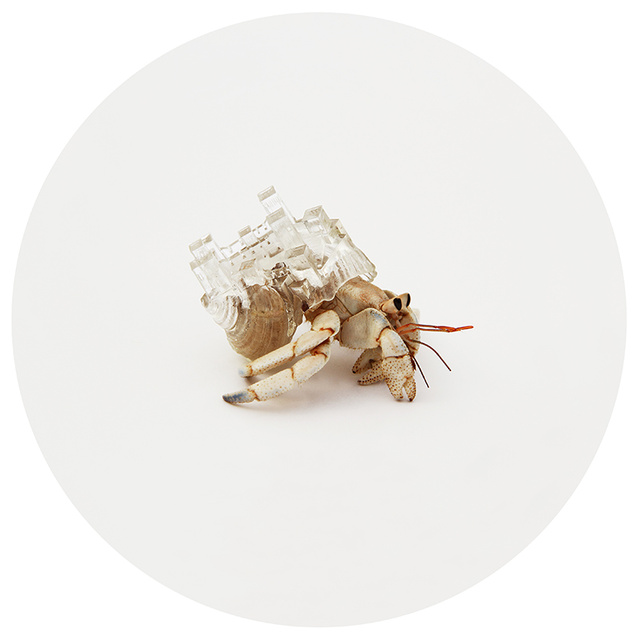Első hallásra talán kissé furcsa a japán Aki Inomata legújabb, „Why Not Hand Over a ’Shelter’ to Hermit Crabs” néven futó projectje, a művész ugyanis 3D-s nyomtatóval építi fel a különféle nemzetek építészeti sajátosságait idéző átlátszó, műanyagból készült csigaházait. 