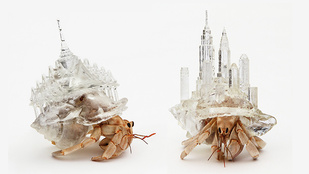 3D nyomtatott városokat hordanak a remeterákok