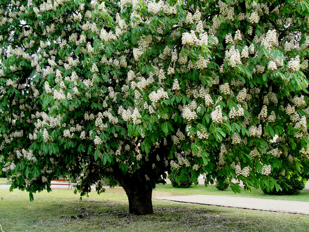 Örkényi vadgesztenye