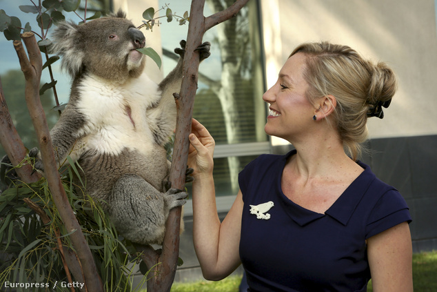 Hamarosan koalák is érkeznek