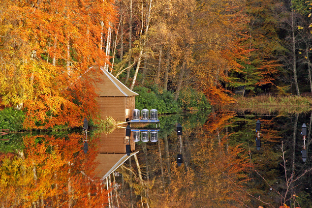 A Faskally erdő ősszel, a Loch Dunmore partján (Skócia)