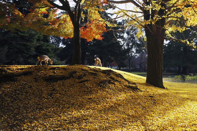 Japán szarvasok a Nara parkban
