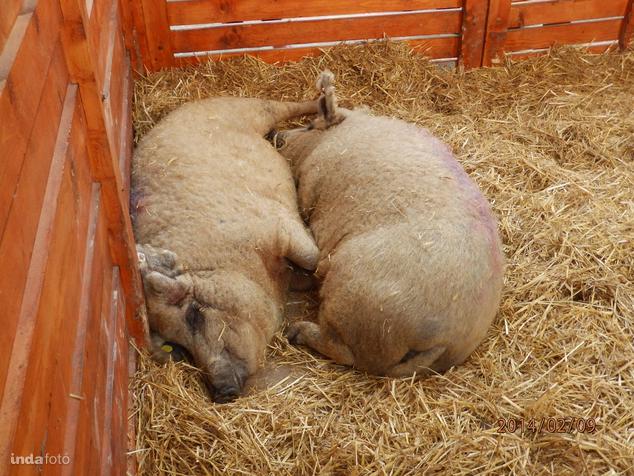 Bár ezen a képen pont nem látszik, de a mangalica sportosabb állat a hagyományos disznónál