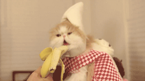 funny-nom-cat-banana.gif
