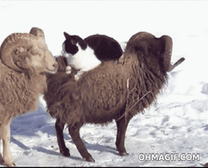 kind-sheep-ferrying-a-cat-across-the-snow.gif