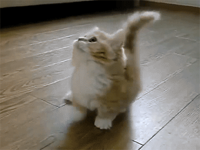 tumblr mgjc0g5GJI1s080geo1 400.gif
