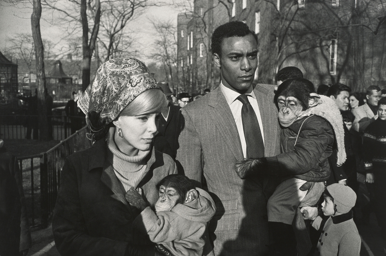 Central Parki Állatkert, New York
(1967)