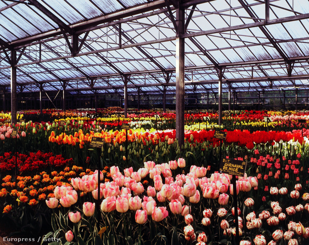 Kekuenhof, Hollandia