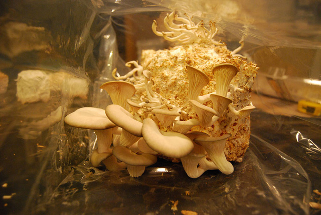 panos-velentzas-mushroom-suitcase-designboom-03