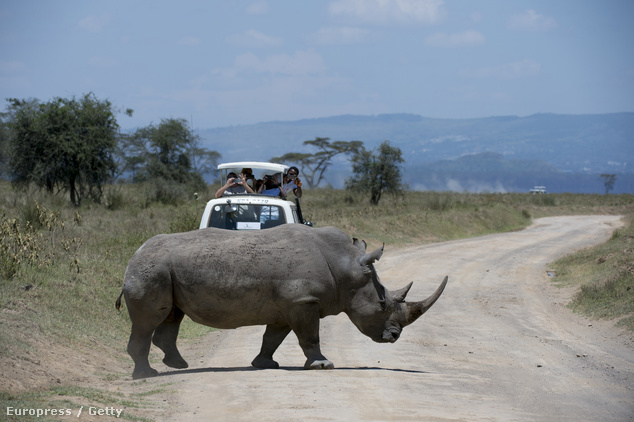 Kenyai szafari