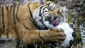 25 milliárdot ad a kormány az állatkert fejlesztésére