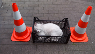 Macskák uralják a fővárosi benzinkutakat