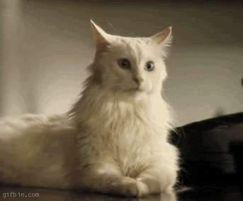 1279099578 cat-moving-ears.gif