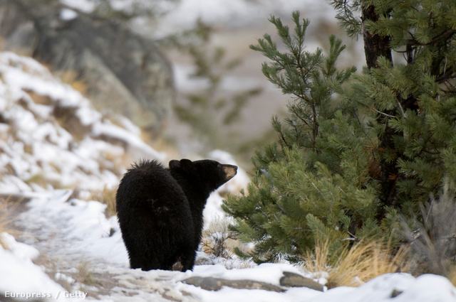 Maci Laci a Yellowstone Nemzeti Parkban