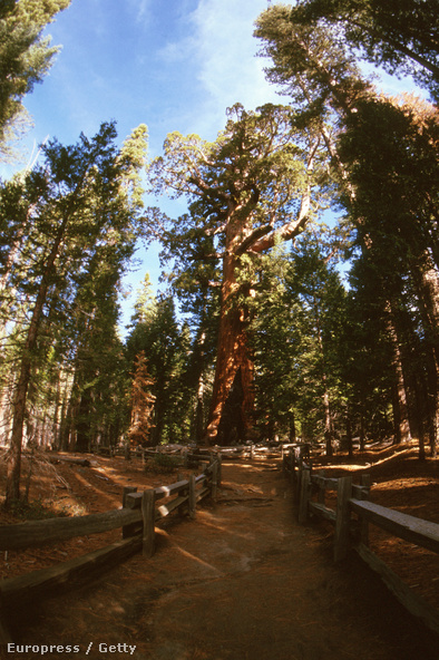 A Grizzly Giant a Yosemite Nemzeti Parkban