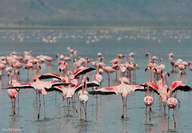 Nakuru-tó