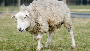 Dolly lett a bárányok korrekordere