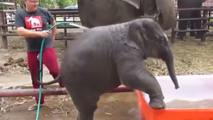 Nézze meg, mennyire cukin fürdik egy elefántbébi!