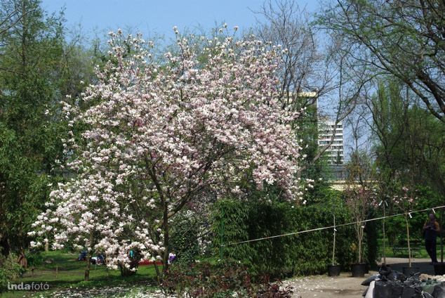 budapesti Füvészkert