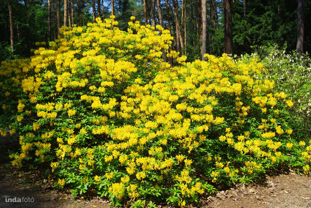 Jeli Arborétum