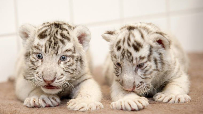 A két kis bengáli tigris