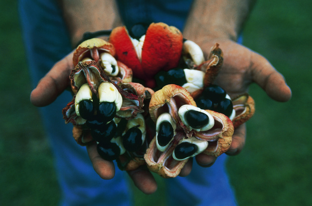 ackee