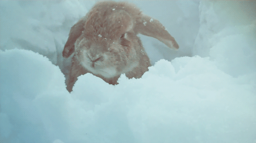 22.gif