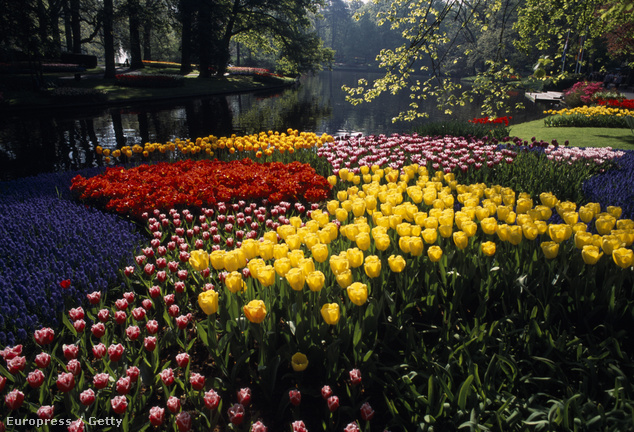Keukenhof Gardens, Lisse, Hollandia
