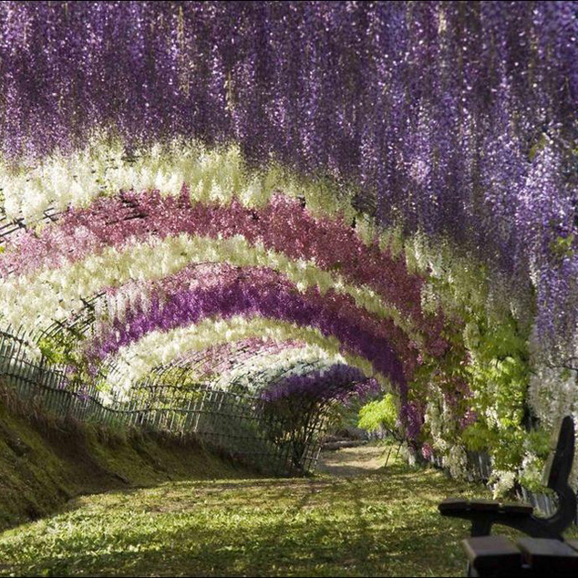 Kawachi Fuji Gardens, Japán