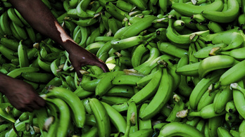 11 milliárdnyi kokain volt a Lidl banánjai között
