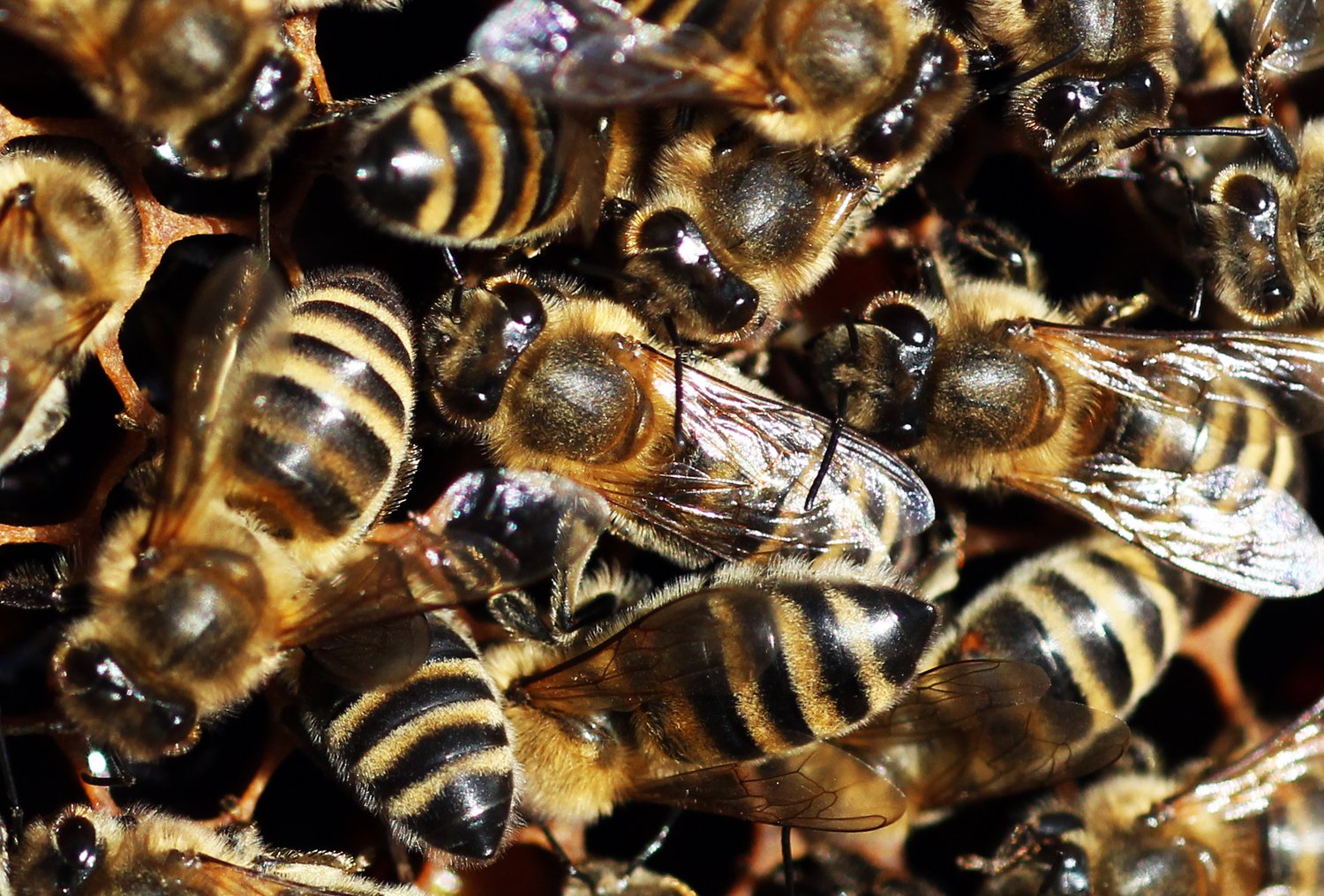 diabetes halott méhek kezelése