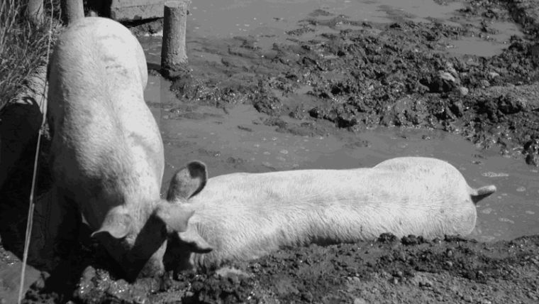 Pigs-in-Mud.gif