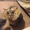 Sajnos nem mi találtuk ki, a Tumblr-en jött szembe ez a macska, akinek fotóját gazdája turbózta fel az egyik sminkes applikációval